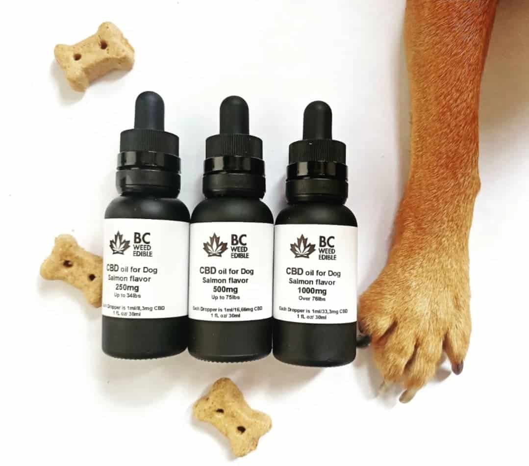 Buy 500mg CBD Oil for Medium Dogs Canada | Eden Goods