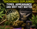 Cannabis Trichomes Explained: Types, Appearance and Why They Matter